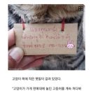 가출했다가 빚 지고 돌아온 고양이 이미지