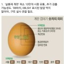 계란 껍데기 숫자의 의미 이미지