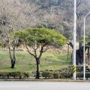 쌍봉로새터로 이미지