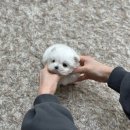 육육공사 이미지