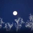 월광(Moon Light) Daum카페