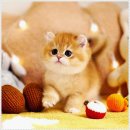 강남고양이분양 호야캣 | 강남고양이분양 호야캣, 나의 첫 고양이와의 만남