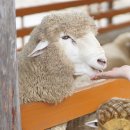 도담목장 이미지