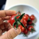 장호농장 이미지