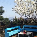 개나리농장 이미지