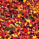 고사리 쉼터 이미지