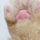 고양이미용호텔_미야옹 이미지