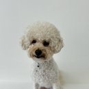 퍼피트리 애견유치원&호텔 이미지