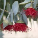 붉은꽃 유칼립투스 [로즈맬리, Rose mallee (Eucalyptus rhodantha)] 이미지