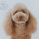 강아지 정거장 이미지