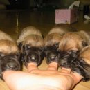 개팔자 상팔자 이미지