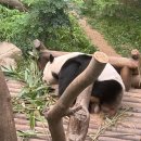 펀식쟁이