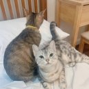 퍼플스테이 이미지