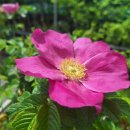 진산화훼 이미지