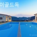 더스테이 골드독 이미지