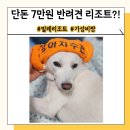 빌레리조트 | 빌레리조트 애견 동반 1박에 겨우 5만원대?? 제주 가성비 숙소