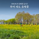 2026 부여 세도 실시간 유채꽃 방울 토마토 축제 방문후기 개화시기