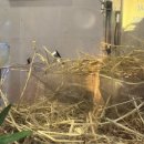 뭉이네 짚불구이 이미지