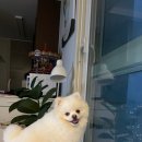 잠실베스트동물메디컬센터 이미지