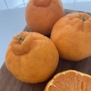 바띠에 | 아이 간식, 부모님 선물까지! 제주 직송 제주바띠 한라봉으로 겨울 간식 해결