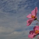 코스모스 이미지