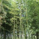 섬진강대나무숲길 이미지