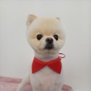 개등드리# 이미지