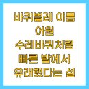 수레와바퀴 | 바퀴벌레 이름 어원 수레바퀴처럼 빠른 발에서 유래했다는 설