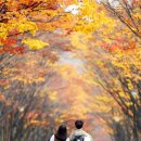 가을 이미지