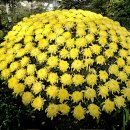 가평 아침고요수목원 국화전시회 (2025.11.01) 이미지