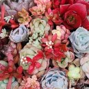 샬롬농원 이미지