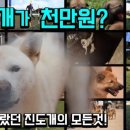 진도개사랑 이미지