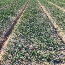 송진포항 이미지