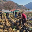 청안면 직원, 농촌일손돕기 봉사활동 진행 이미지