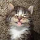 라온동물병원 이미지