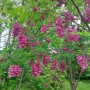 이야기,꽃 이미지