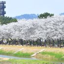 "폐염전에서 벚꽃·꽃잔디 명소로 바뀌었다니"... 서울서 1시간, 150만 평 대규모 무료 생태공원 이미지