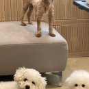 하단포비 이미지