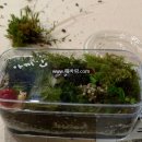 힐링원예 가드닝 이미지