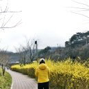 개나리꽃민박 | 충북 단양 여행 만천하스카이워크 단양투어패스 개나리 구경