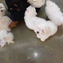 더왈츠앤조이피아 이미지