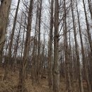 기지시 이팝나무 이미지