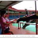 기주목장 이미지