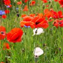 진사농장 이미지