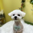 단아하개 네이버블로그