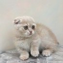대전 고양이분양 퍼스트캣 대전점 | [분양리뷰] 대전고양이분양 퍼스트캣 대전점, 가족이 된 사랑스러운 고양이를 만나보세요.