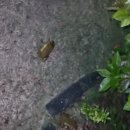 두꺼비 클럽 | 괌 가족 여행 후기 – PIC 리조트 &amp; 아이들과 도마뱀 두꺼비 발견 체험