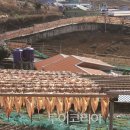 추도