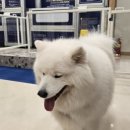 올리스24셀프목욕 이미지