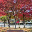 하소생활체육공원 유아숲 | [김해 진영 가볼만한곳]가을 정취가 물씬 금병공원 유아숲체험원